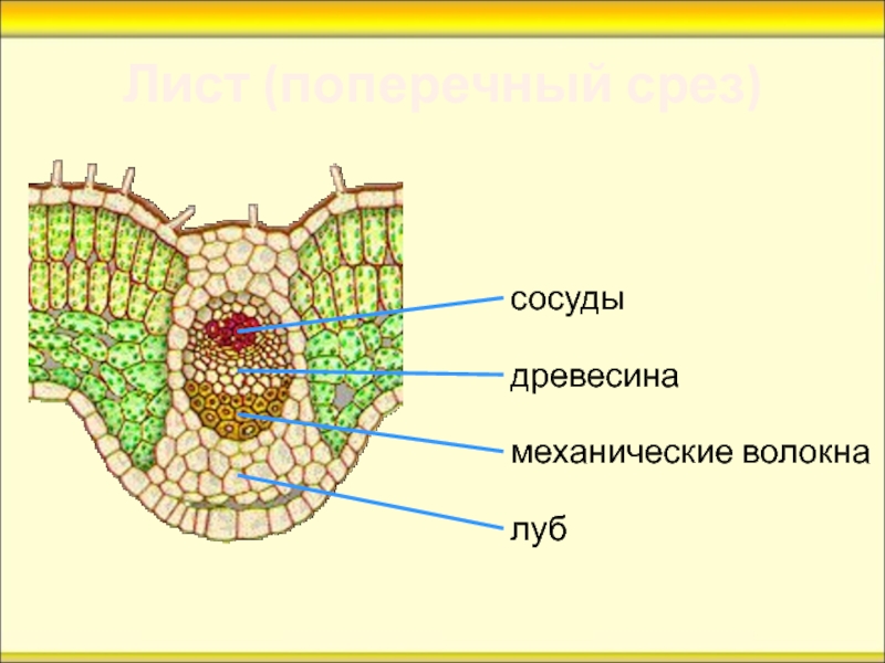 Клетками какой ткани образован лист. Поперечный срез листа с центральной жилкой. Жилка листа поперечное строение. Поперечный срез листа песчаника. Строение жилки листа волокна сосуды и.