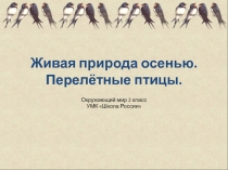 Перелётные птицы