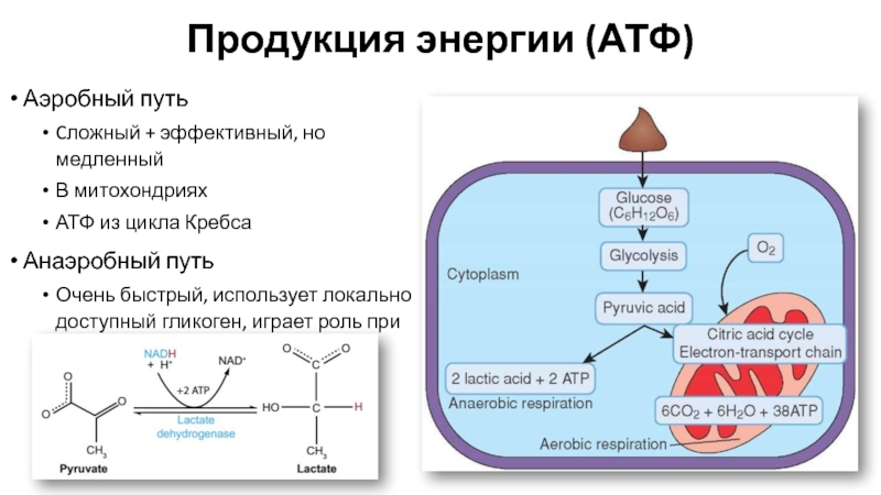 Процесс синтеза атф