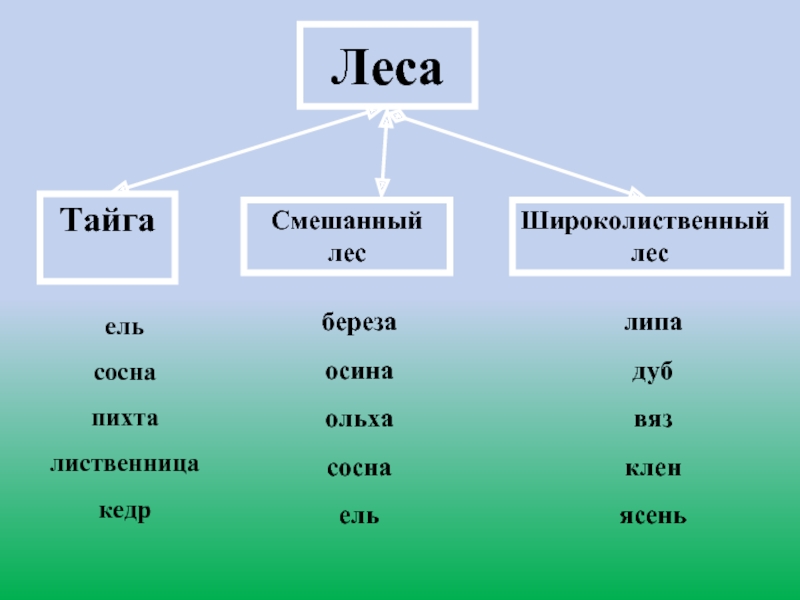 Схема смешанных и широколиственных лесов