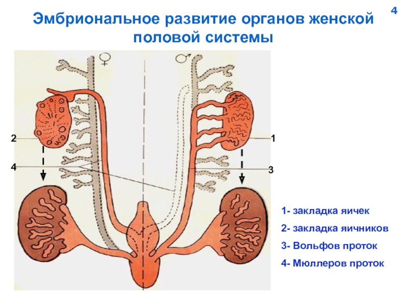 Лекция по теме Гистология: женская половая система 