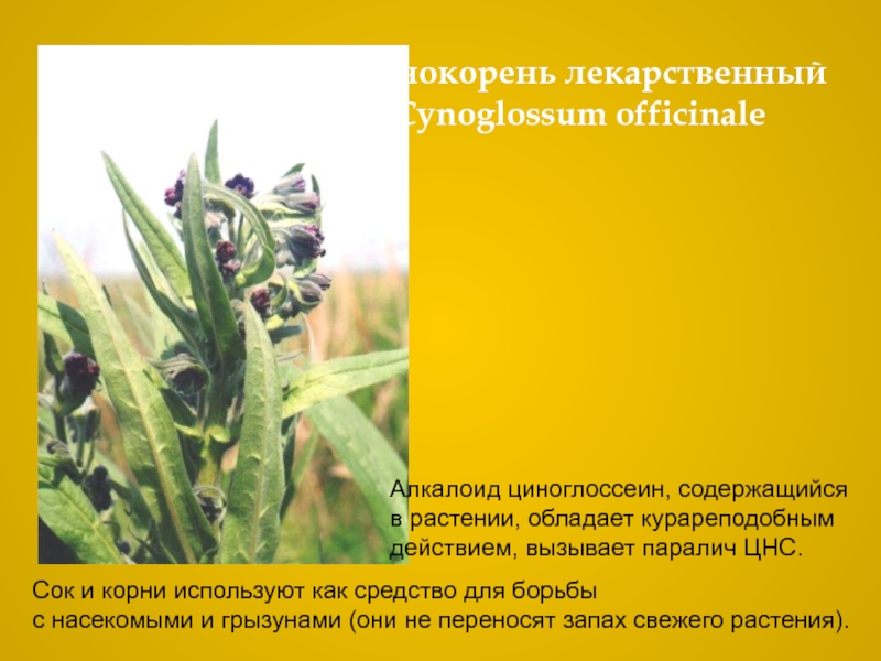 Чернокорень лекарственныйCynoglossum officinaleСок и корни используют как средство для борьбы с насекомыми и грызунами (они не переносят запах свежего