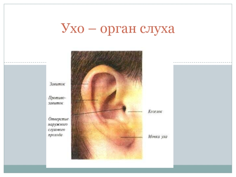 Рассказы про уши. Уши орган слуха 3 класс окружающий мир. Презентация орган слуха. Презентация уши орган слуха. Ухо человека - орган слуха.