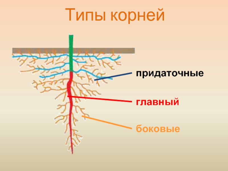 Придаточные корни есть. Придаточные боковые и главный корень. Типы корневых систем.