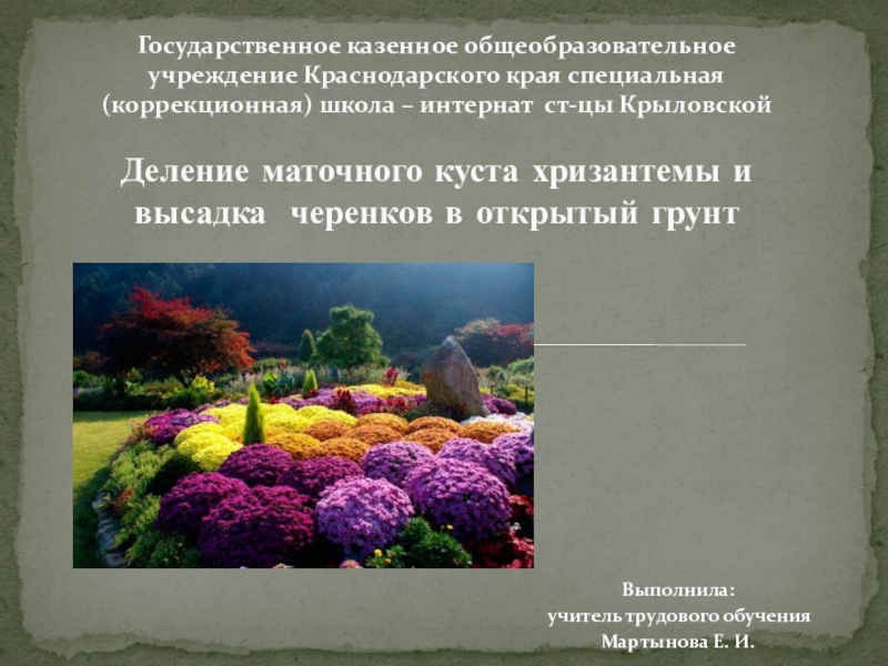 Презентация Деление маточного куста хризантемы и высадка черенков в открытый грунт