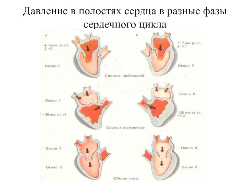 Систола левого предсердия. Давление в полостях сердца в разные фазы сердечного. Динамика давления крови в полостях сердца в различные фазы цикла. Изменение давления в разные фазы сердечного цикла. Изменение давления в полостях сердца в различные фазы цикла.
