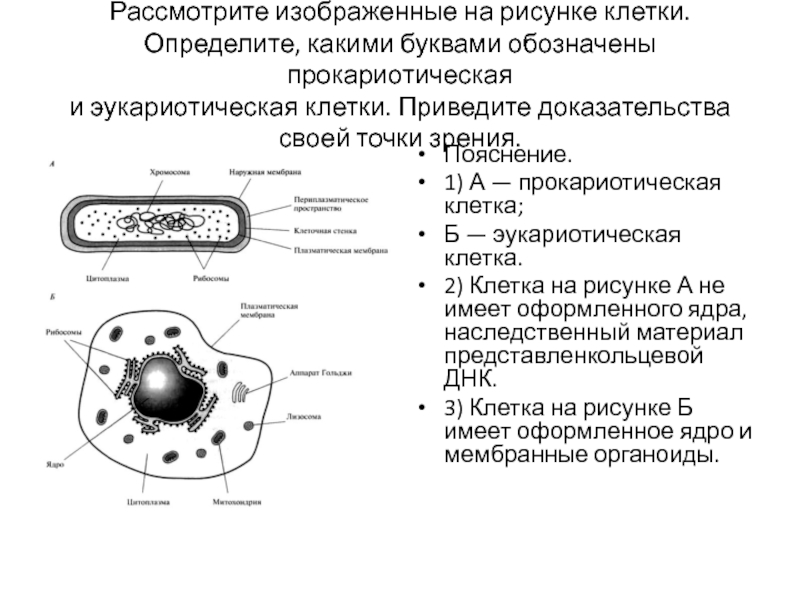 Какая структура клетки обозначена на рисунке а