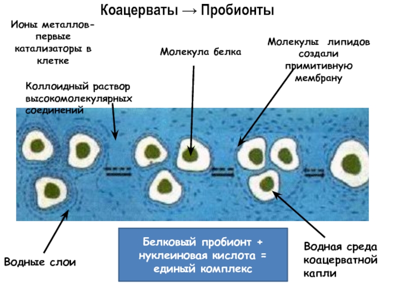 Образование коацерватов появление прокариотических клеток