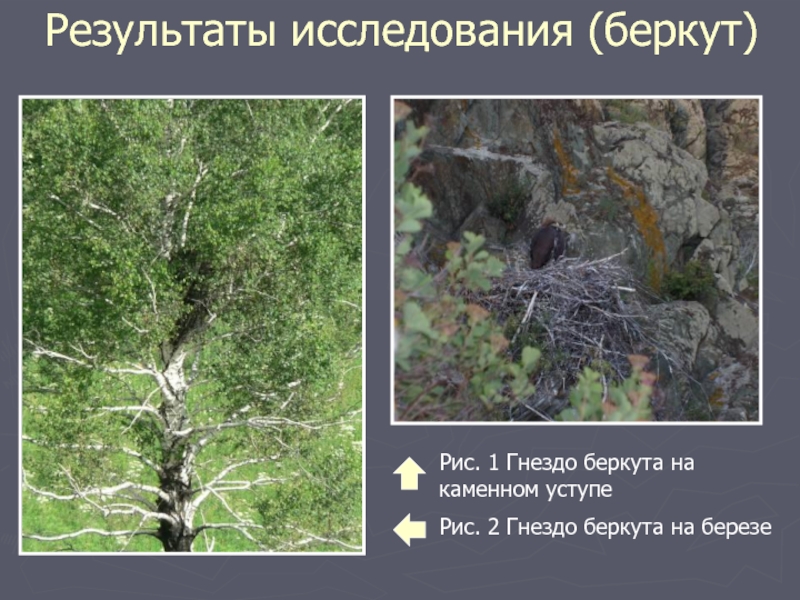 Результаты исследования (беркут)Рис. 1 Гнездо беркута на каменном уступеРис. 2 Гнездо беркута на березе