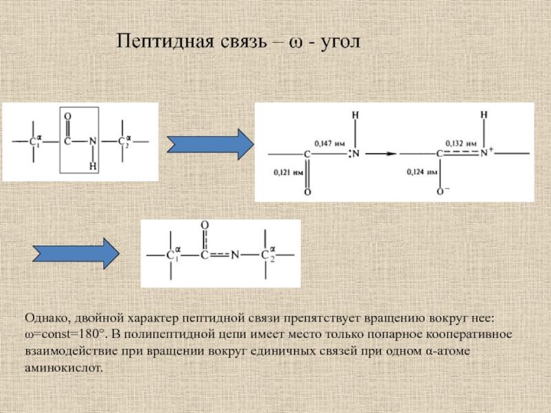 Структура пептидной связи. Характер пептидной связи. Пептидная связь в цепи. Пептидная связь в ДНК. Принцип построения пептидной цепи.