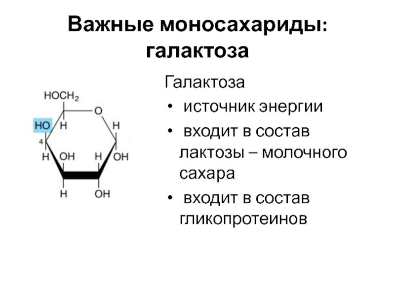 Лактоза биологическая роль. Лактоза дисахарид. Бета галактоза формула. Лактоза состоит из моносахаридов. Моносахарид лактоза формула.