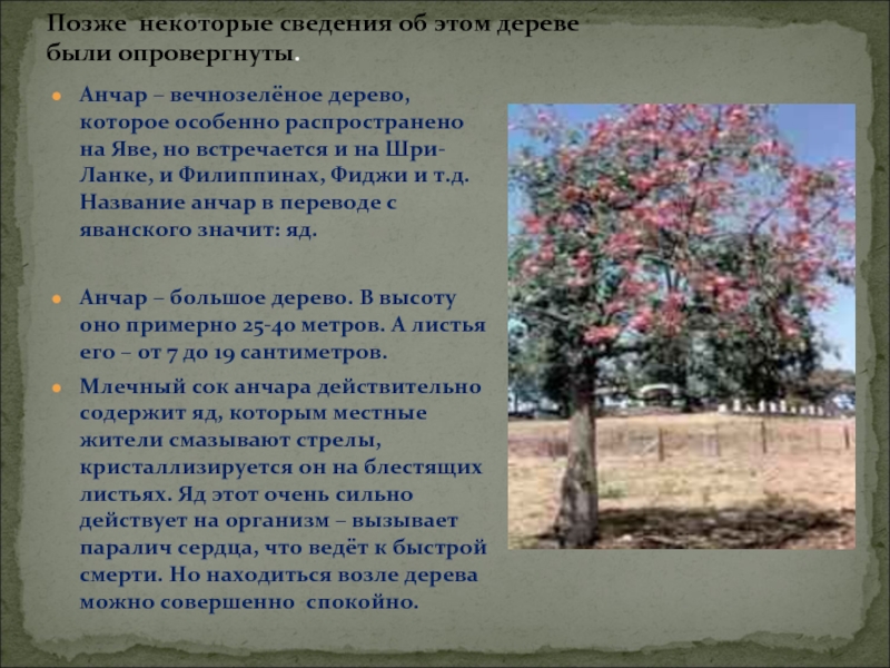 Анчар. Дерево Анчар ядовитый. Ядовитое растение Анчар. Анчар дерево смерти. Остров Ява дерево Анчар.