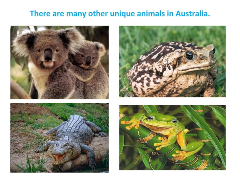 There are many other unique animals in Australia.