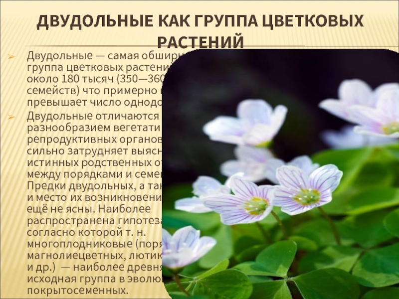 Класс двудольные растения. Двудольные цветковые растения. Двудольные нецветковые. Группы двудольных растений. Класс двудольные информация.