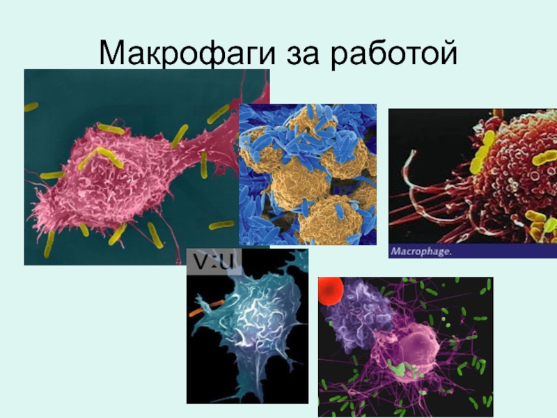 Макрофаги 1 2. Макрофаги соединительной ткани. Макрофаги микробиология. Тканевые макрофаги. Макрофаг картинка.