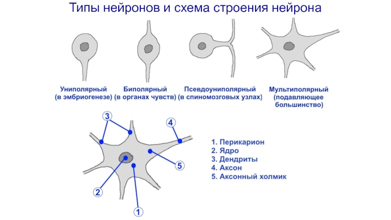 Виды нейронов рисунок