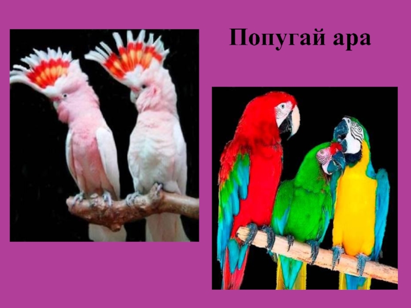 Ара. Попугай ара информация. Сообщение про попугая ара. Синий ара. Разнообразие природы южной америки 7 класс