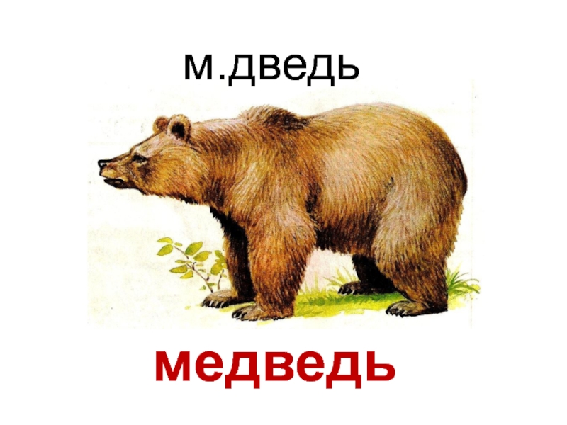 Слово медведь. Медведь. Буква м медведь. Медведь слово буквами. Буквы с медведями.