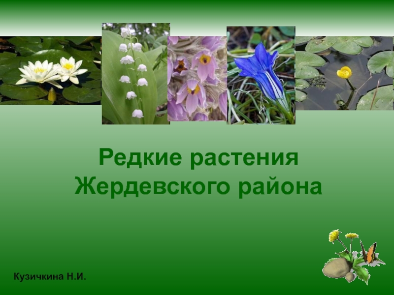 Редкие растения Жердевского района 1 класс