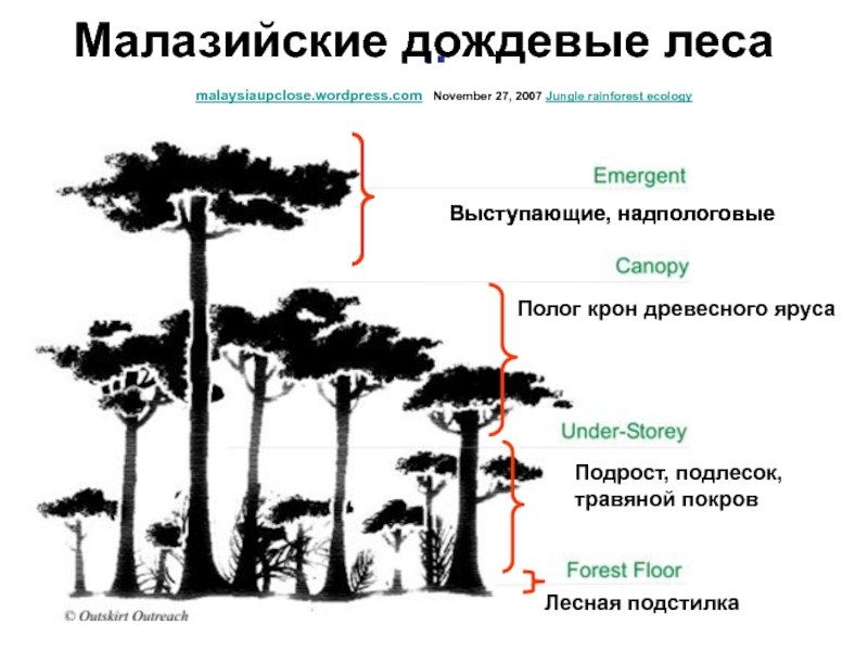 Ярусное строение биогеоценоза схема