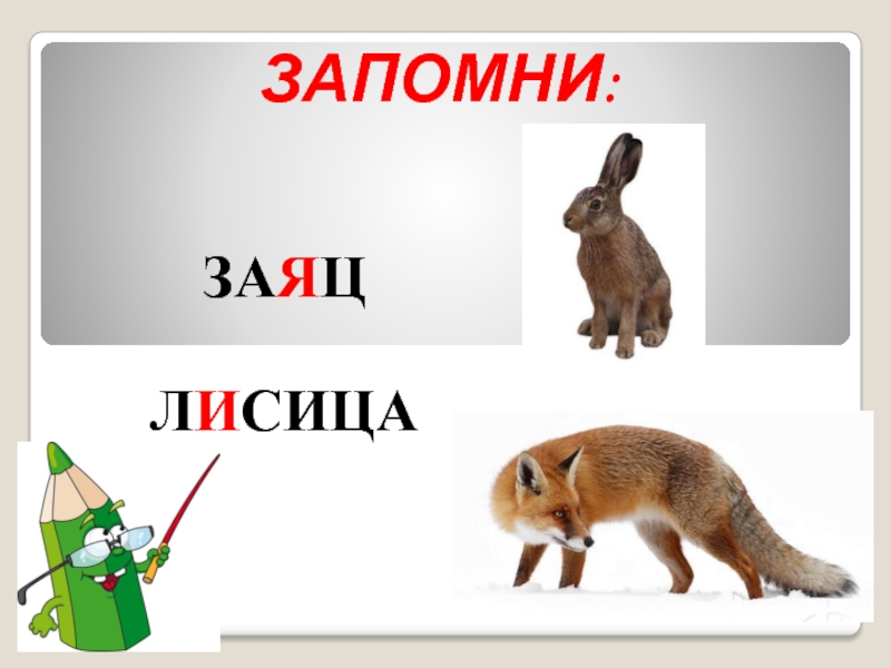 Род слова зайца. Лиса и заяц. Лиса или заяц. Словарное слово лисица в картинках. Волк лиса и заяц.