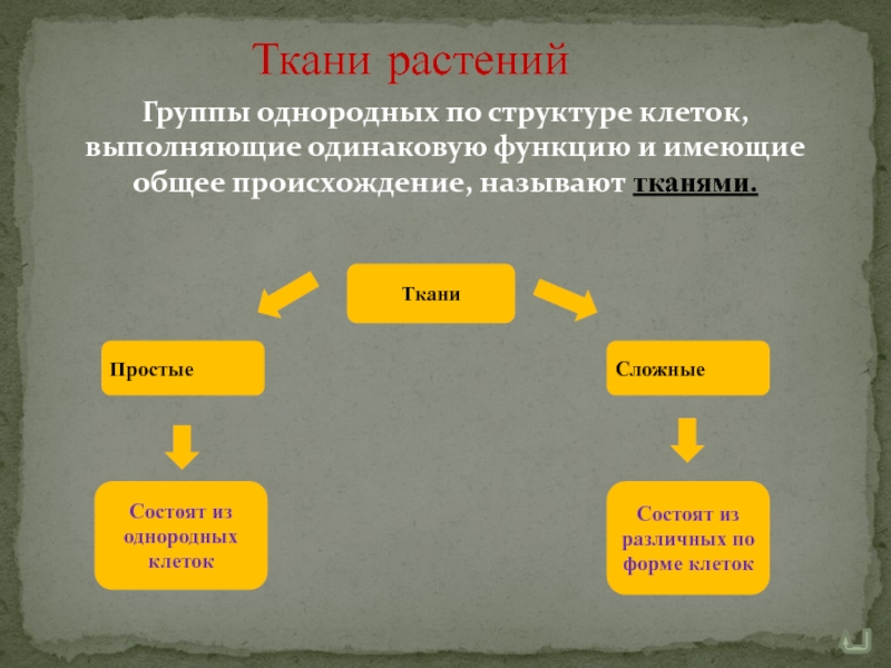 Одинаковую функцию выполняют. Однородная структура. Ткани из однородных клеток растений. Однородность структуры. Однородная структура региона.