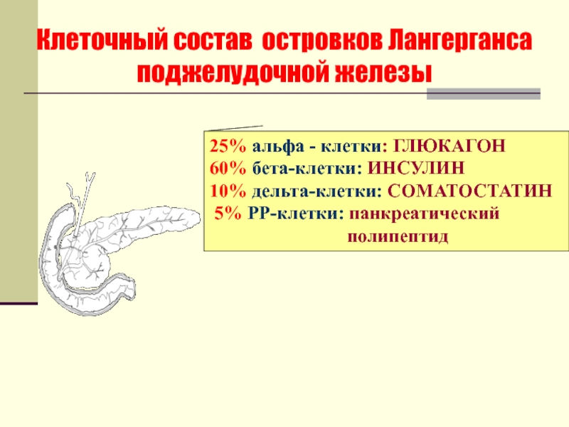 Эндокринная система поджелудочной железы