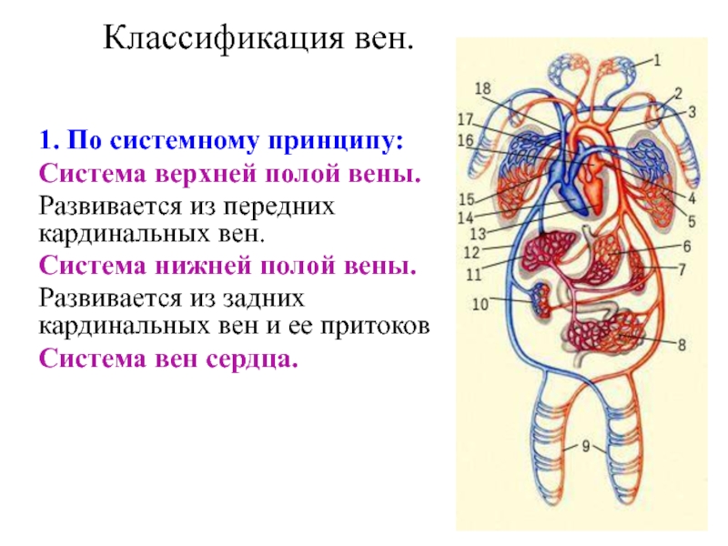 Верхняя полая вена рисунок. Классификация вен. Системы вен классификация. Объясните систему верхней полой вены. Классификация вен головы.