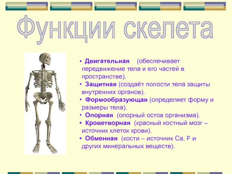 Питание кости обеспечивает. Функции скелета. Локомоторная функция скелета. Двигательная функция скелета. Осевой скелет.
