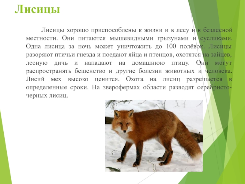 Охота на лисицу текст на английском