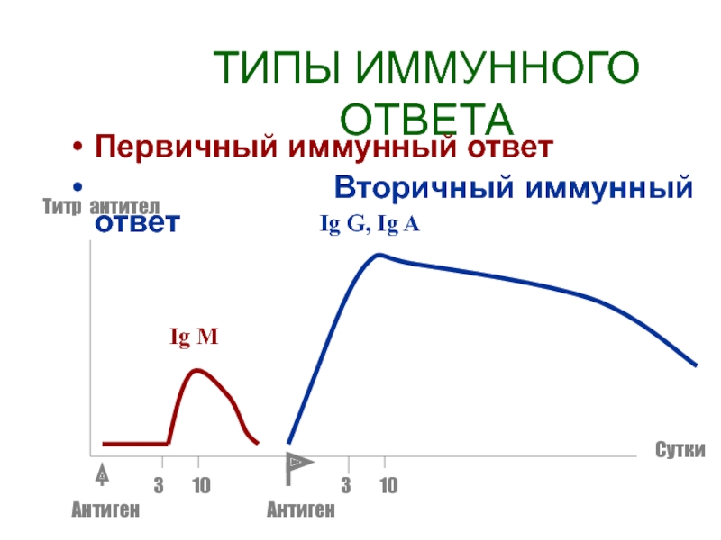 Вторичный иммунный ответ