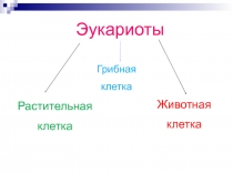 Эукариоты
Растительная
клетка
Животная
клетка
Грибная
клетка