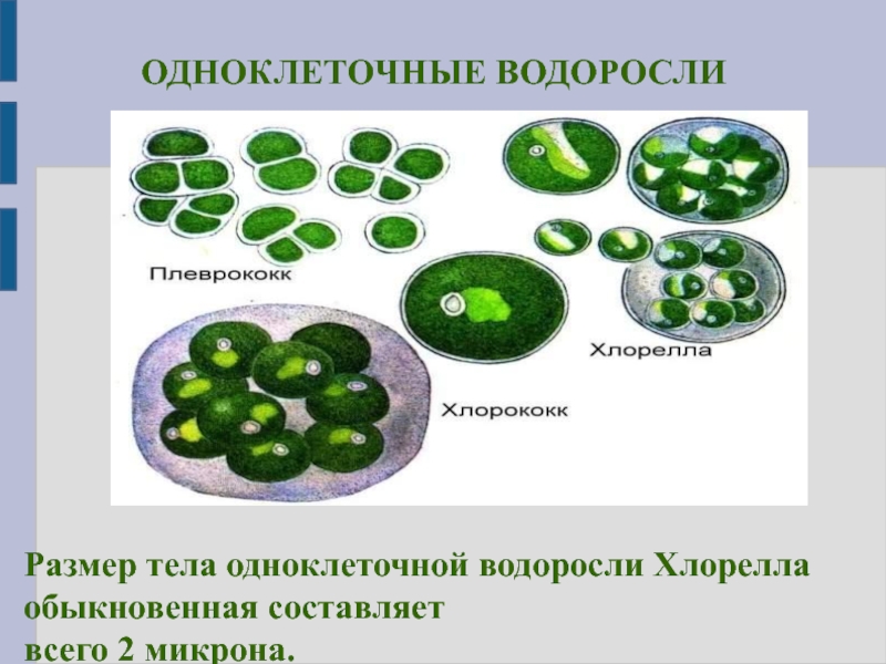 Хлорелла группа растений. Хлорелла плеврококк. Одноклеточная водоросль хлорелла. Порфировые одноклеточные водоросли. 2 Одноклеточные водоросли.