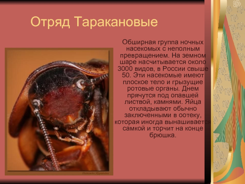 Отряд ТаракановыеОбширная группа ночных насекомых с неполным превращением. На земном шаре насчитывается около 3000 видов, в России