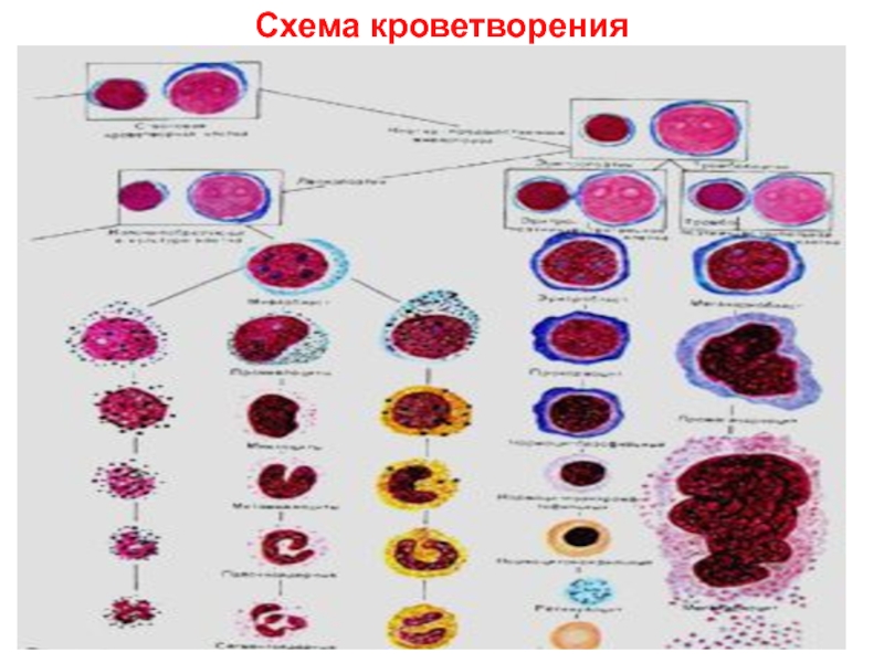 Доклад по теме Общая характеристика органов кроветворения и иммунологической защиты 