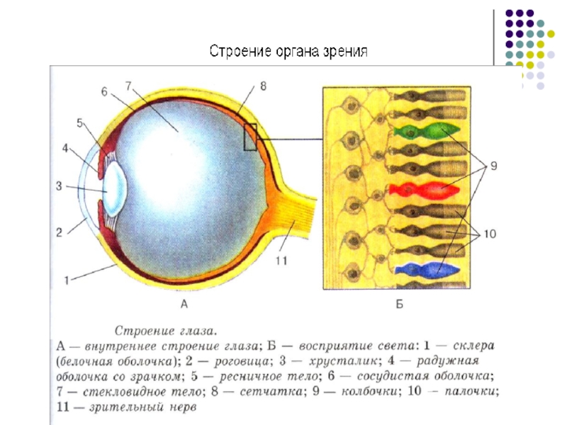 Восприятие глаз. Строение глаза колбочки. Дополнительная колбочка сетчатки. Восприятие света глазом. Строение глаза и восприятие цвета.