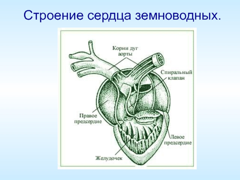 Схема строения сердца земноводных