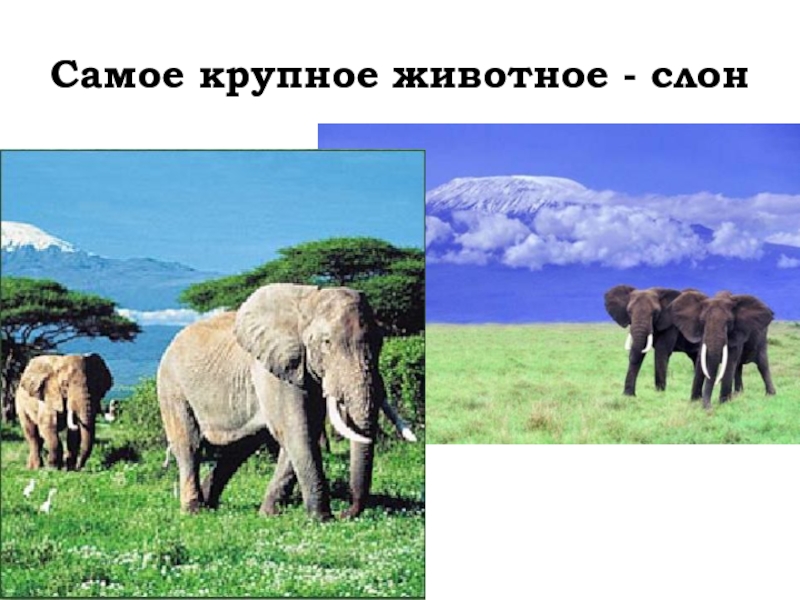 Природная зона слонов. Природный комплекс саванны. Презентация животные саванны слон. Схема природного комплекса саванны. В какой природной зоне африки обитает слон