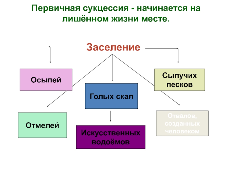 Саморазвитие экосистемы экологическая сукцессия презентация 9 класс