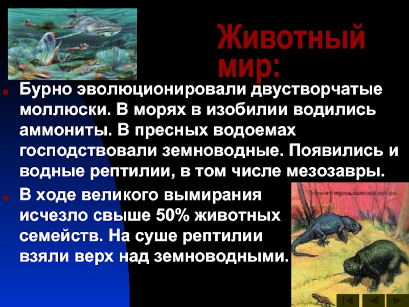 В какую эру появились земноводные. Моллюски пресных водоемов. Пермь период палеозойской эры животные. Развитие жизни в палеозойскую эру. В какой период палеозойской эры появились земноводные и рептилии.