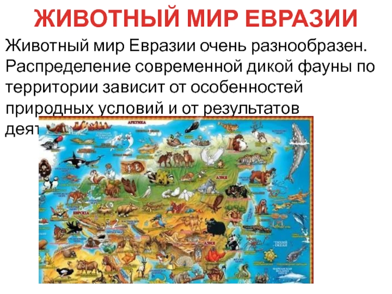 Сделано в евразии. Животный мир Евразии. Растительный и животный мир Евразии. Животный мир материка Евразия. Характерные животные Евразии.
