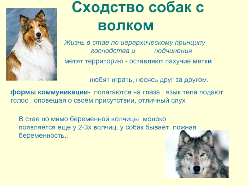 Сходство собак с волком        Жизнь в