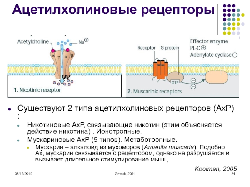 Презентация биохимия нервной системы