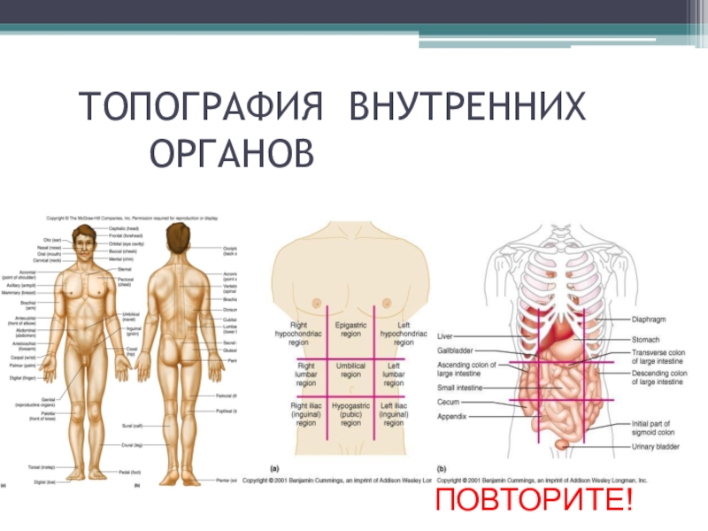 Строение человека внутренние органы фото с надписями мужские с правой стороны