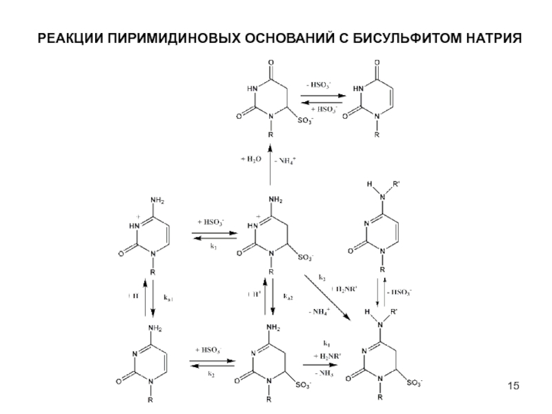 Нуклеиновые кислоты реакции. Пиримидиновые основания реакция алкилирования. Реакцию взаимодействия уридина с бисульфитом натрия.. Нуклеиновые основания реакция с hno2. Пиримидиновые основания реакции.