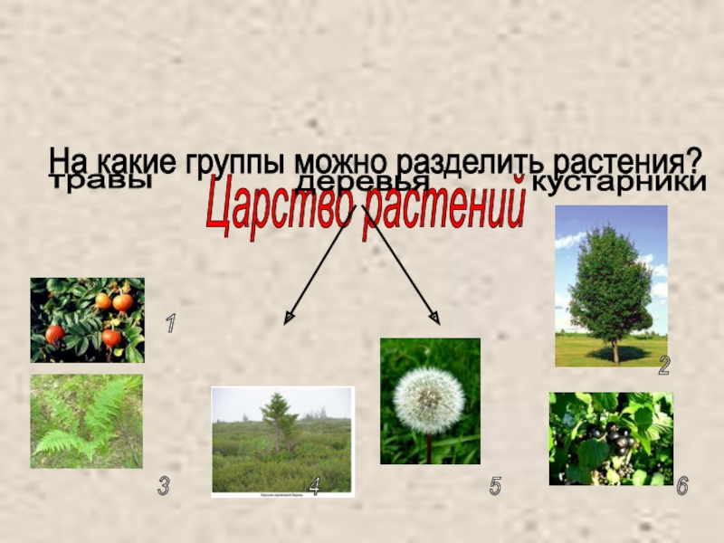Деление растений. Деление растений на группы. Разделить растения на группы. На какие группы можно разделить растения. Раздели растения на группы.