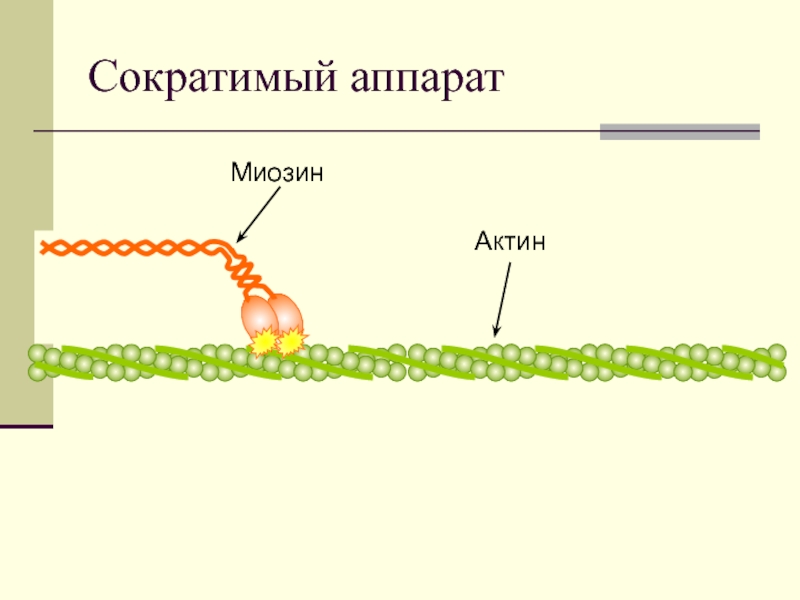 Актин и миозин рисунок