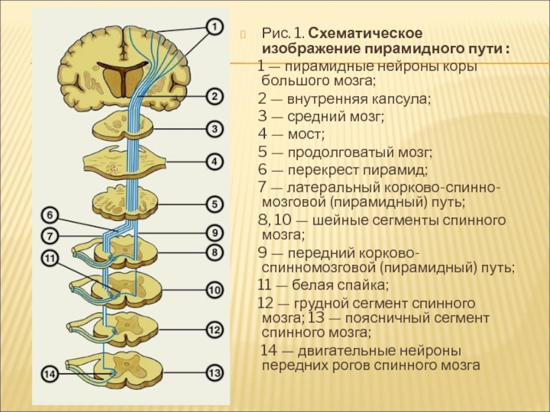 Схемы восходящих и нисходящих проекционных путей