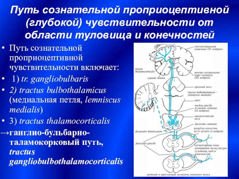 Путь функции. Медиальной петли проводящие пути. Проприоцептивный путь коркового направления. Медиальная петля ЦНС. Проводящий путь проприоцептивной чувствительности.