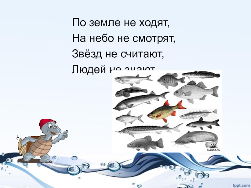 Кто такие рыбы презентация 1 класс школа. Презентация про рыб 1 класс окружающий мир. Окружающий мир 1 класс кто такие рыбы презентация. Группы рыбы для 1 класса. Презентация рыбы 1 класс окружающий мир школа России.